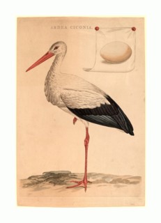 Jan Christiaan Sepp (Dutch, 1739 - 1811 ), The White Stork, hand-colored etching and engraving,