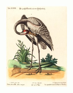 Johann Michael Seligmann after George Edwards (German, 1720 - 1762 ), Grus Americana, alta major,