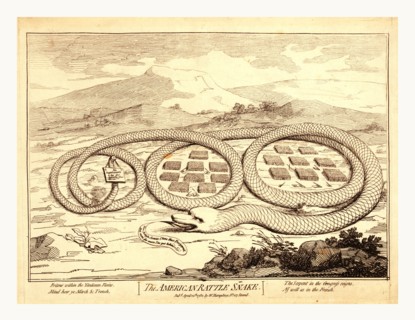The American rattle snake, en sanguine engraving shows American snake, the emblem used by Americans