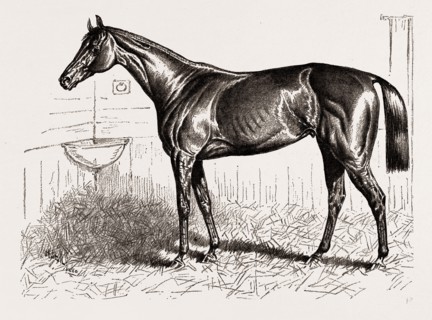 AN AMERICAN RACER IN ENGLAND-MR. KEENE'S "FOXHALL," WINNER OF THE BRETBY NURSERY PLATE--DRAWN BY H.