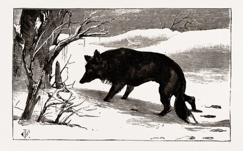 British Columbia, a province located on the west coast of Canada, dog in the snow, 19th century