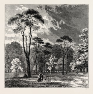 THE SCOTCH FIRS, KENSINGTON GARDENS. London, UK, 19th century engraving