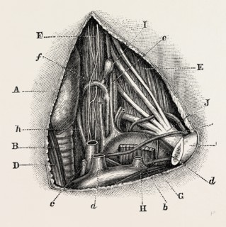anatomy of the vertebral and inferior, medical equipment, surgical instrument, history of medicine
