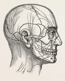 the nerves of the face and of the side of the head, medical equipment, surgical instrument, history