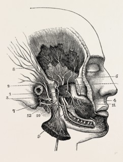 the third division of the fifth nerve, after hirschfeld, medical equipment, surgical instrument,