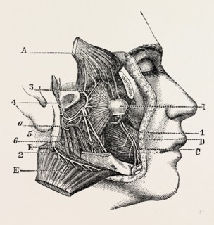 dissection of the third division, medical equipment, surgical instrument, history of medicine