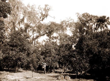 An orange grove on the Halifax, Fla, Jackson, William Henry, 1843-1942, Orange orchards,