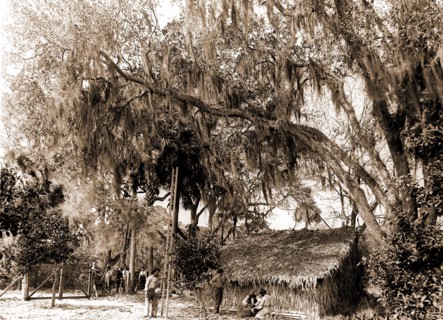 Orange pickers, Ormond, Fla, Jackson, William Henry, 1843-1942, Orange orchards, Harvesting,