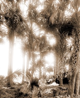 Picnicking on the Halifax, Jackson, William Henry, 1843-1942, Rivers, Palms, Picnics, Waterfronts,