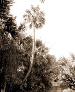 Lovers Lane near Ormond, Jackson, William Henry, 1843-1942, Trails & paths, Palms, United States,