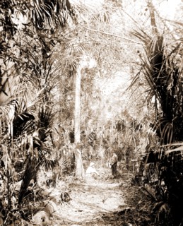 In the Ormond hammock, Jackson, William Henry, 1843-1942, Palms, Trails & paths, United States,