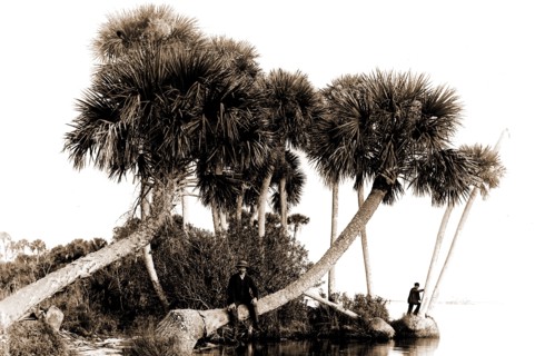 Studies in palms, Sebastian Creek, Florida, Jackson, William Henry, 1843-1942, Waterfronts, Palms,