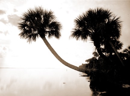 Palmettos near St. Sebastian, Jackson, William Henry, 1843-1942, Waterfronts, Palms, United States,