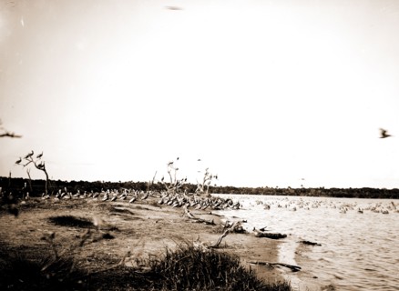 Pelican Island, Indian River, Jackson, William Henry, 1843-1942, Waterfronts, Pelicans, Bays,