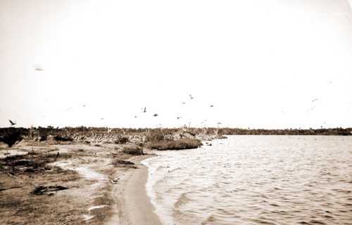 Pelican Island, Indian River, Jackson, William Henry, 1843-1942, Waterfronts, Pelicans, Bays,