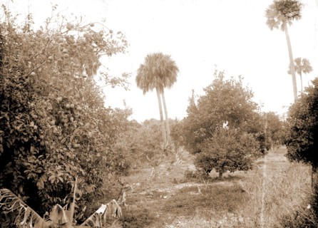 Grove at Barker's Bluff, Jackson, William Henry, 1843-1942, Trees, Bays, United States, Florida,
