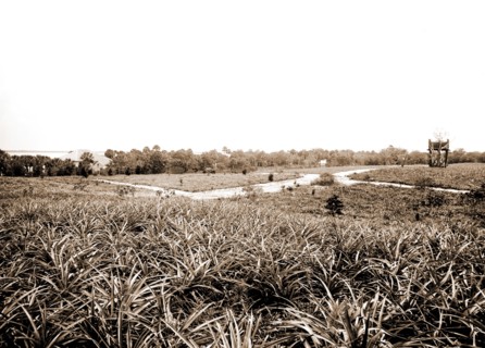 Pineapples at Eden, Jackson, William Henry, 1843-1942, Pineapples, Windmills, Bays, United States,