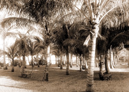 Cocoanut grove at McCormick's, Lake Worth, Fla, Jackson, William Henry, 1843-1942, McCormick's
