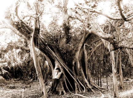 Rubber tree, Lake Worth, Fla, Jackson, William Henry, 1843-1942, Rubber trees, United States,