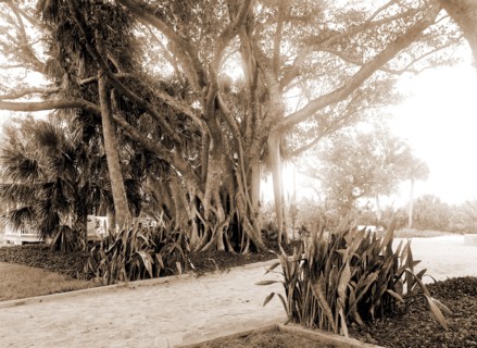 Cragin's rubber tree, Jackson, William Henry, 1843-1942, Rubber trees, United States, Florida, Lake