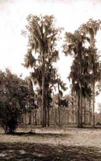 Florida pines, Jackson, William Henry, 1843-1942, Pines, Spanish moss, United States, Florida, 1880