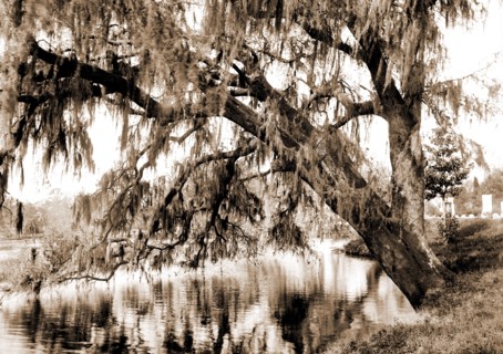 Live oak, Magnolia Cemetery, Charleston, S.C, Cemeteries, Oaks, Spanish moss, Waterfronts, United