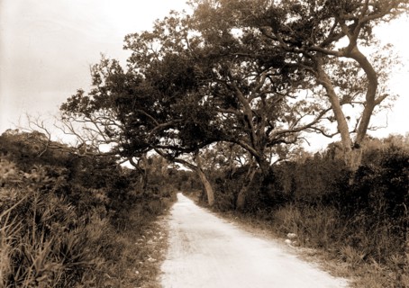 Road to Cocoanut Grove i.e. Coconut Grove, Miami, Fla, Roads, United States, Florida, Miami, 1880