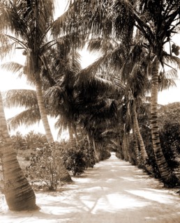 Cocoanut Ave, Palm Beach, Fla, Roads, Palms, United States, Florida, Palm Beach, 1880
