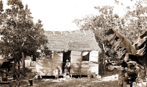 Thatched building and banana plant, possibly Nassau, Bahamas, Thatched roofs, Banana plants,