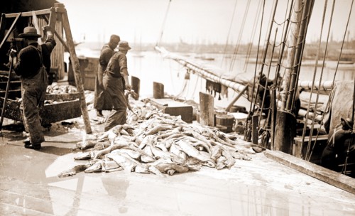 Unloading Gorton's codfish, Gloucester, Mass, Piers & wharves, Codfish, Fishing industry, United