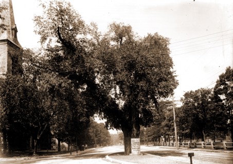 The Washington elm, Cambridge, Mass, Washington, George, 1732-1799, Historic trees, United States,