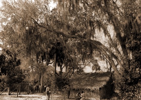 The Orange pickers, Ormond, Agricultural laborers, Orange orchards, Harvesting, Thatched roofs,