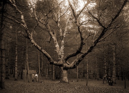 Wizard Tree, Cathedral Woods, North Conway, White Mountains, The, Trees, Mountains, United States,