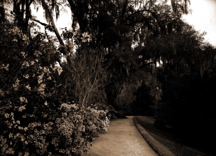 The Slope walk, Magnolia-on-the-Ashley, Magnolia Gardens, Charleston, S.C, Gardens, Trails & paths,