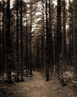The Cathedral woods, North Conway, White Mountains, Forests, Trails & paths, United States, New