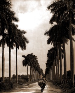 Avenue of Palms, Havana, Streets, Palms, Cuba, Havana, 1903