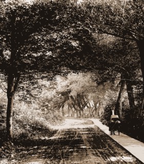 Under the willows, Rye Beach, N.H, Willows, Roads, Walkways, United States, New Hampshire, Rye