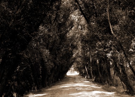 Willow Road, Gloucester, Mass, Roads, Trees, United States, Massachusetts, Gloucester, 1904