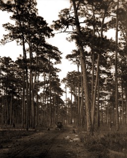 In the pine woods, Florida, Roads, Pines, Forests, United States, Florida, 1904