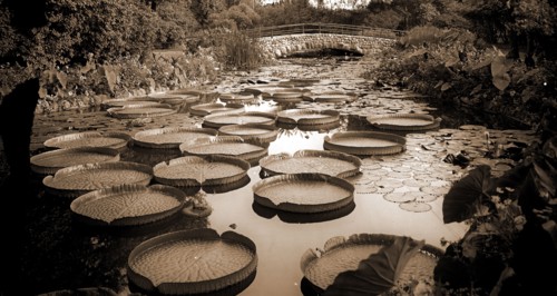 Lily pond, Como Park, St. Paul, Minn, Lily ponds, Parks, Bridges, Gardens, United States,