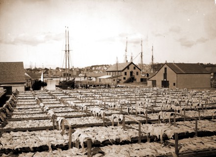 Drying fish, Gloucester, Mass, Fishing industry, United States, Massachusetts, Gloucester, 1906