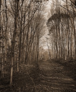 A Roadway in autumn, Berkshire Hills, Mass, Roads, Autumn, United States, Massachusetts, Berkshire