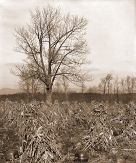 Corn and pumpkins, Berkshire Hills, Mass, Pumpkins, Corn, Farms, United States, Massachusetts,