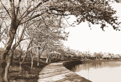 Japanese cherry blossoms, Cherry trees, Waterfronts, United States, District of Columbia,