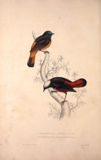 Phoenicura Frontalis, Phoenicura Leucocephala. Birds from the Himalaya Mountains, engraving 1831 by
