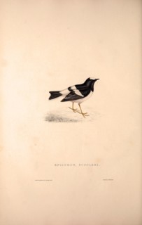 Enicurus Scouleri, Little Forktail. Birds from the Himalaya Mountains, engraving 1831 by Elizabeth