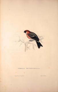 Pyrrhula Erythrocephala, Red-headed Bullfinch. Birds from the Himalaya Mountains, engraving 1831 by
