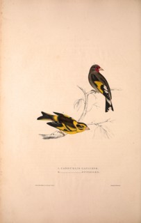 Carduelis Caniceps, Grey-headed Goldfinch, Carduelis Spinoides, Yellow-breasted Greenfinch. Birds