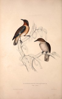 Lamprotornis Spilopterus, winged Starling. Birds from the Himalaya Mountains, engraving 1831 by