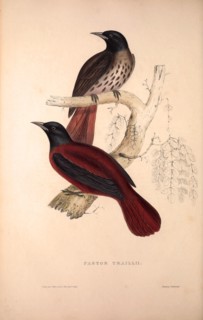Pastor Traillii. Birds from the Himalaya Mountains, engraving 1831 by Elizabeth Gould and John